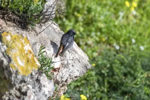 Black redstart (Phoenicurus ochruros)