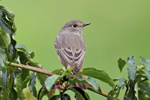 Category Wildlife DE Prints: Black redstart (Phoenicurus ochruros)