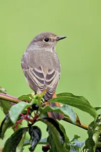 Black redstart (Phoenicurus ochruros)