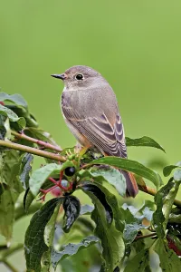 Category Wildlife DE Prints: Black redstart (Phoenicurus ochruros)