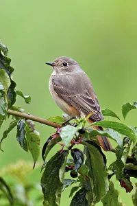 Category Wildlife DE Prints: Black redstart (Phoenicurus ochruros)