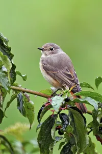 Category Wildlife DE Prints: Black redstart (Phoenicurus ochruros)