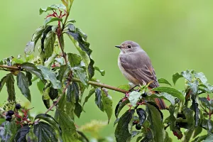 Category Wildlife DE Prints: Black redstart (Phoenicurus ochruros)