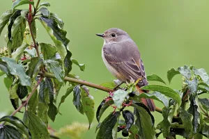 Category Wildlife DE Prints: Black redstart (Phoenicurus ochruros)