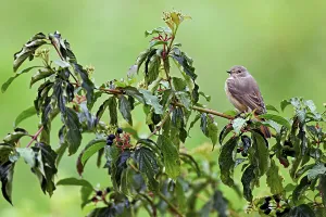 Category Wildlife DE Prints: Black redstart (Phoenicurus ochruros)