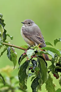 Black redstart (Phoenicurus ochruros)