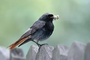 Black Redstart (Phoenicurus ochruros)