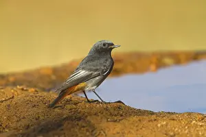 Black Redstart (Phoenicurus ochruros) adult male