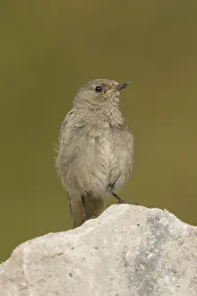 Black Redstart (Phoenicurus ochruros) juvenile