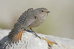 Black Redstart (Phoenicurus ochruros) juvenile