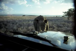 Black rhino, black rhinoceros, black rhinos