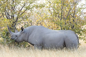 Black rhino (Diceros bicornis) eating