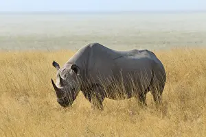 Black Rhino (Diceros bicornis) grazing at the edge of the Etosha Pan