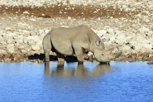 Black rhino drinking in a waterhole