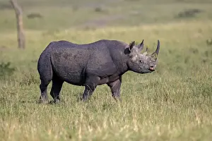 Black rhinoceros (Diceros bicornis)