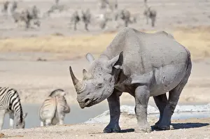 Black Rhinoceros (Diceros bicornis)