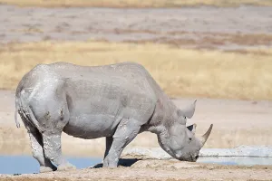 Black rhinoceros (Diceros bicornis)