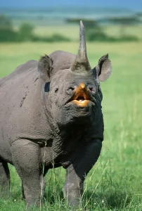 Black Rhinoceros (Diceros bicornis)