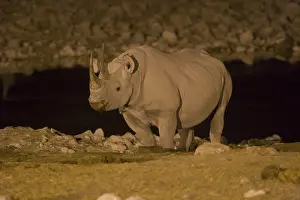 Black Rhinoceros (Diceros bicornis)
