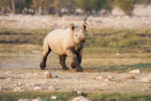 Black Rhinoceros (Diceros bicornis)