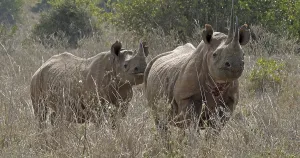 Black Rhinoceros (diceros bicornis)