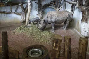 Black Rhinoceros (Diceros bicornis)