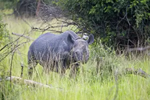 Black rhinoceros (Diceros bicornis) or black rhino in tall grass