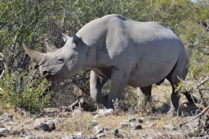 Black rhinoceros (Diceros bicornis) in bushland