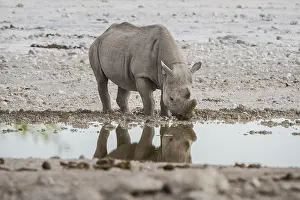 Black rhinoceros (Diceros bicornis) drinking at a waterhole