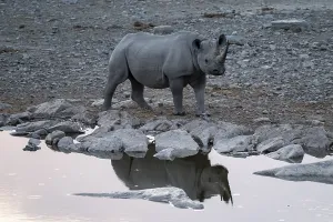 Black rhinoceros (Diceros bicornis) at Halali Waterhole