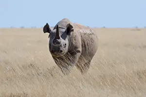 Black rhinoceros (Diceros bicornis) with a single horn and torn ears