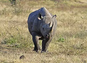 A Black Rhinoceros in the Kruger Park
