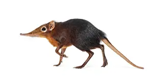 Black and rufous elephant shrew