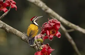 Black-rumped Flameback (Dinopium benghalense) on a flowering branch