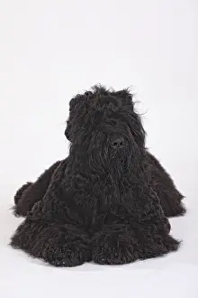 Black Russian Terrier