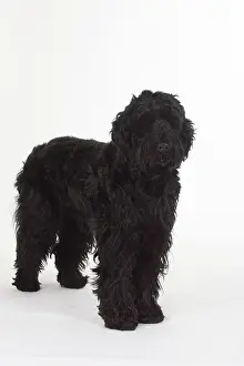 Black Russian Terrier