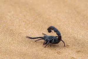 Black scorpion (Parabuthus villosus) running across sand