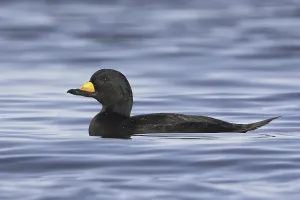 Black Scoter (Melanitta americana)