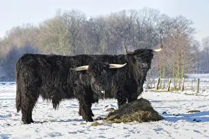 Two black scottish highlanders in winterly snow landscape