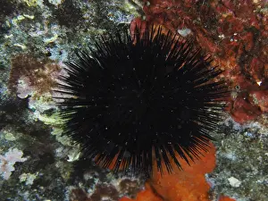 A black sea urchin (Arbacia lixula) sits on a colorful reef in the Mediterranean near Hyeres