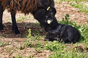 Black sheep, lamb with dam, Helgoland