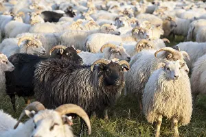 Black sheep among white sheep, flock of sheep near Kirkjubaejarklaustur