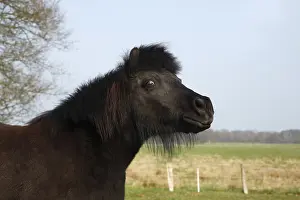 Black Shetland Pony, Schleswig-Holstein