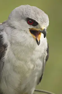 Black-shouldered Kite (Elanus caeruleus)