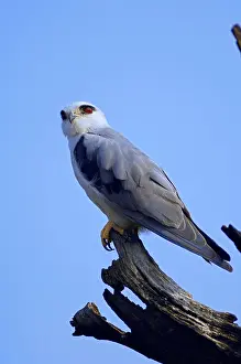 Black-shouldered Kite (Elanus caeruleus)