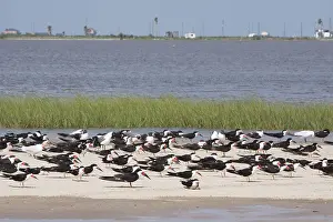 Black Skimmer (Rynchops niger) flock