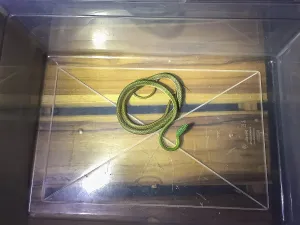 Black-skinned parrot snake in a transparent plastik box