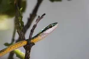 Black skinned parrot snake waiting for prey