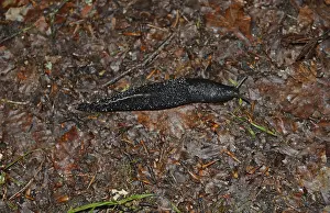 Black snail, black snail, arion