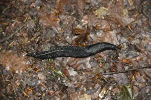 Black snail, black snail, arion